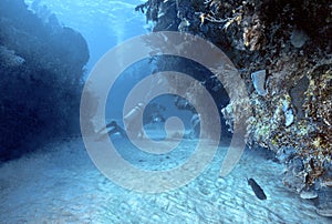 Diver in Roatan photo