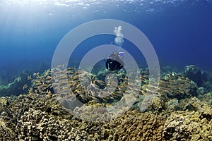 Diver and a School of Goatfish
