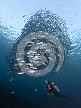 Diver with a school of Jacks