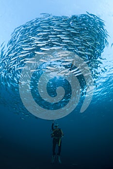 Diver with a school of Jacks