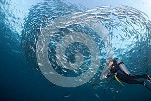 Diver with a school of Jacks