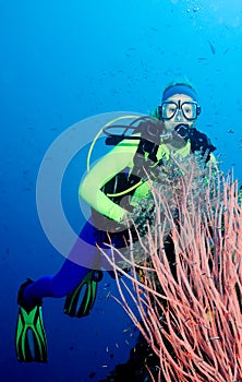 Diver and Sea Whips photo