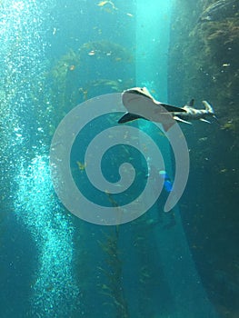 Diver and shark at National Museum of Marine Biology and Aquarium in Taiwan