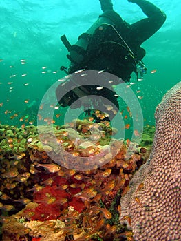 Diver and some Glassy Sweeps