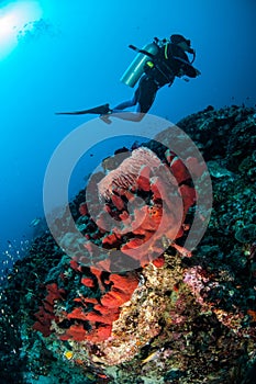 Diver, sponges and various coral fishes in Gili, Lombok, Nusa Tenggara Barat, Indonesia underwater photo