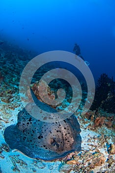 Diver with sting ray