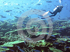 A Diver Surrounded by Fusiliers Swims Over Table Coral