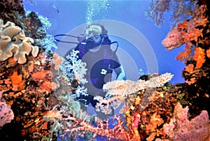 Diver Surveys Truk Lagoon Soft Coral