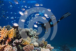 Diver swimming next to the reef with his torch