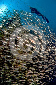 A diver swimming over a school of fish