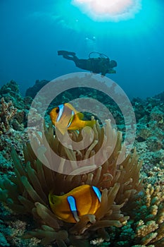 A diver swimming past an anemonefish and its host, Thistlegorm, Egypt