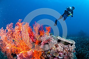 Diver swimming, sea fan Anella mollis in Gili, Lombok, Nusa Tenggara Barat, Indonesia underwater photo