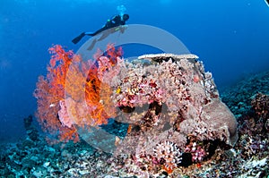 Diver swimming, Sea Fan Anella Mollis in Gili, Lombok, Nusa Tenggara Barat, Indonesia underwater photo photo