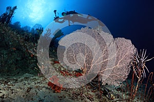 Diver swims above sea fans, Maldives