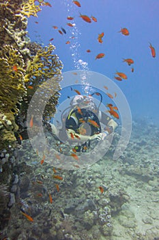 A diver swims around a coral reef with a variety of hard and soft corals in the Red Sea, Egypt. Colorful underwater world with