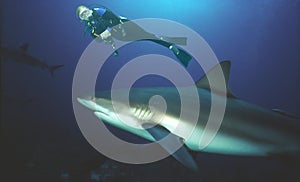 A Diver Swims Among Caribbean Reef Sharks Near Roatan, Honduras photo