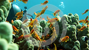 Diver swims at the depth. Red Sea