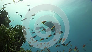 Diver Swims Over Coral Reefs