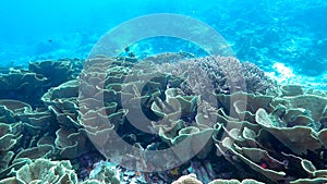 A diver swims over yellow scroll coral at rainbow reef in fiji