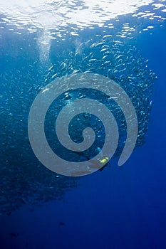 Diver in a swirling jack shoal