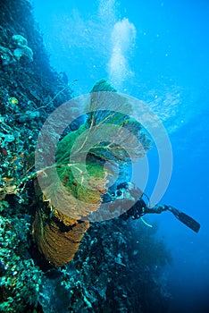 Diver take a photo video upon seafan kapoposang indonesia scuba diving