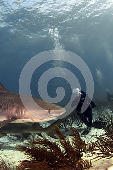 Diver and Tiger Shark