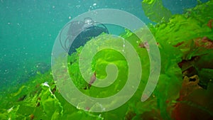 Diver touches hands green algae Enteromorpha sp. Growing on a stone in the Black Sea