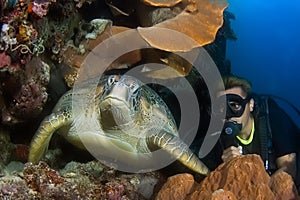 Diver and Turtle Indonesia Sulawesi photo