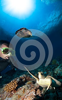 Diver and turtles