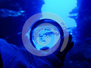 Diver Under Water with School of Fish Captured in Glass Ball in