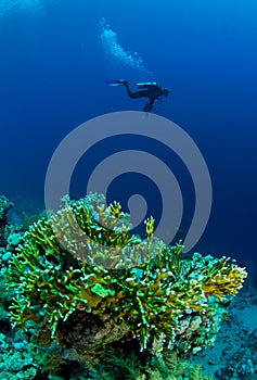 Diver with underwater camera