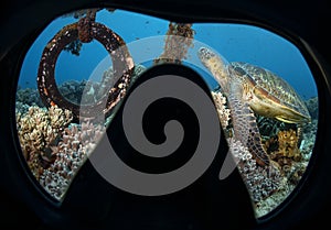 A diver underwater looks at a swimming sea turtle in a coral reef from a mask