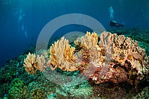 Diver and various soft coral in Banda, Indonesia underwater photo