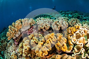 Diver and various soft coral, mushroom leather coral in Banda, Indonesia underwater photo