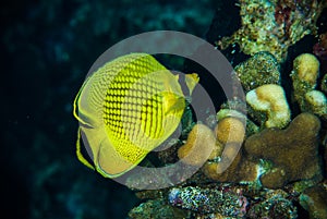 Diver yellow fish scuba diving bunaken indonesia sea reef ocean