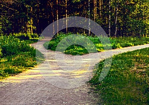 Divergence of directions. The wide path in the park is divided into two trails photo