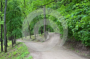 Divergence of paths in the forest. Crossroads among many tree photo