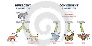 Divergent vs convergent evolution with ancestors development outline diagram