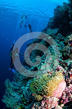 Divers, anemone, clownfish, soft coral in Banda, Indonesia underwater photo