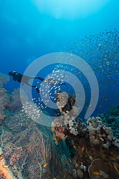 Divers and the aquatic life in the Red Sea.