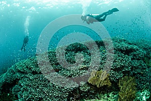 Divers, coral reef, anemone in Ambon, Maluku, Indonesia underwater photo