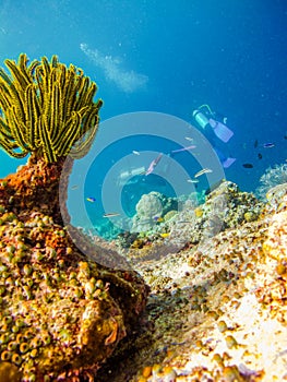 Divers at the corals