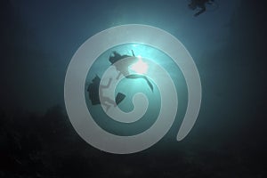 Divers descending into the blue