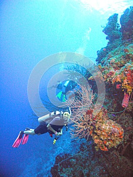 Divers Enjoy a Colorful Coral Reef in the Bahamas