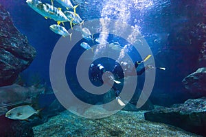 Divers exploring fish underwater in the sea