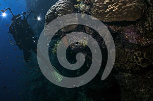 Divers exploring the underwater world of the Red Sea