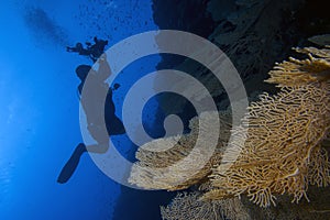 Divers exploring the underwater world of the Red Sea
