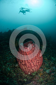 Divers, giant barrel sponge in Ambon, Maluku, Indonesia underwater photo