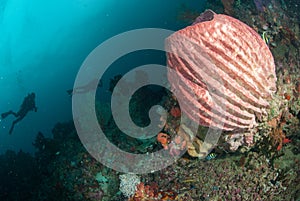 Divers, giant barrel sponge in Ambon, Maluku, Indonesia underwater photo