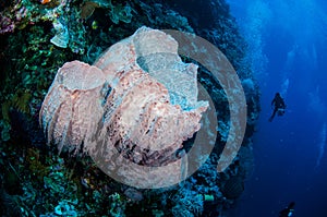 Divers, giant barrel sponge in Banda, Indonesia underwater photo